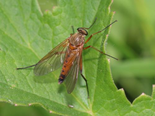 Rhagio tringarius